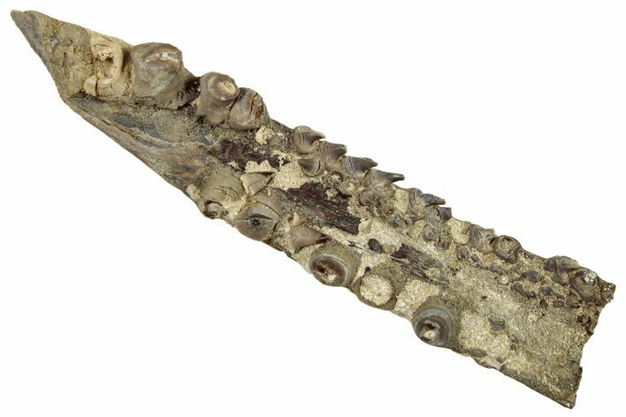 Monster Fish (Pachyrhizodus) Jaw - Kansas #254622